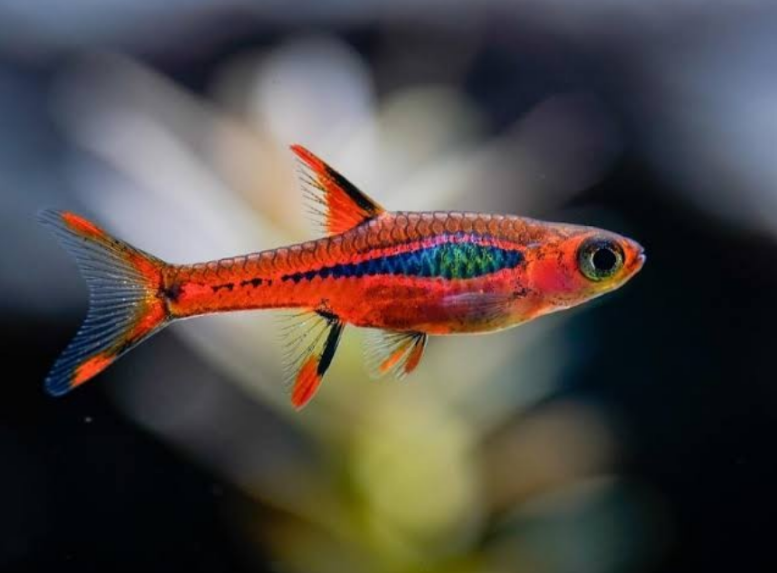 Chili Rasbora